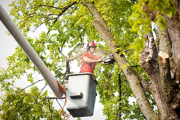 Reliable Minorca, LA Tree Services Solutions